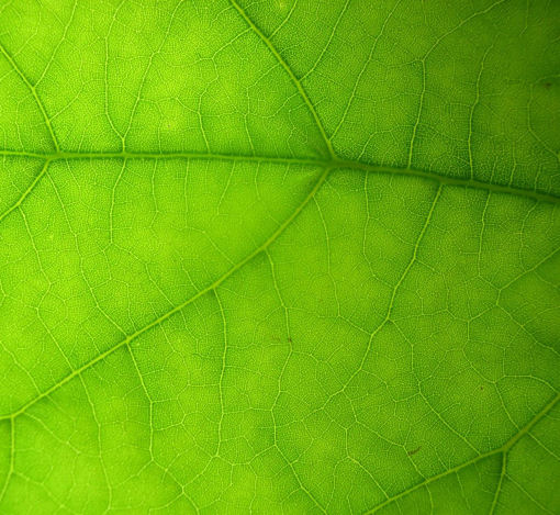 Sam Davies: Leaf structure 